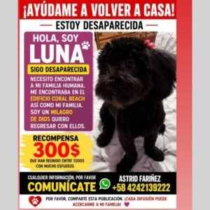 Luna Poodle Negro - Perros