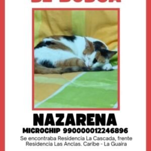 Nazarena gata blanca con amarillo y negro - Gatos