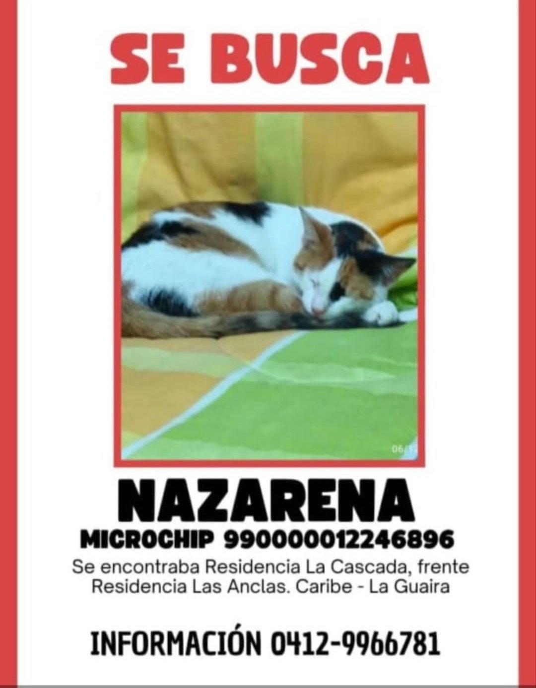 Nazarena gata blanca con amarillo y negro - Gatos