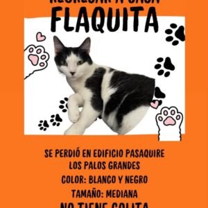 Flaquita gata blanca y negro - Gatos