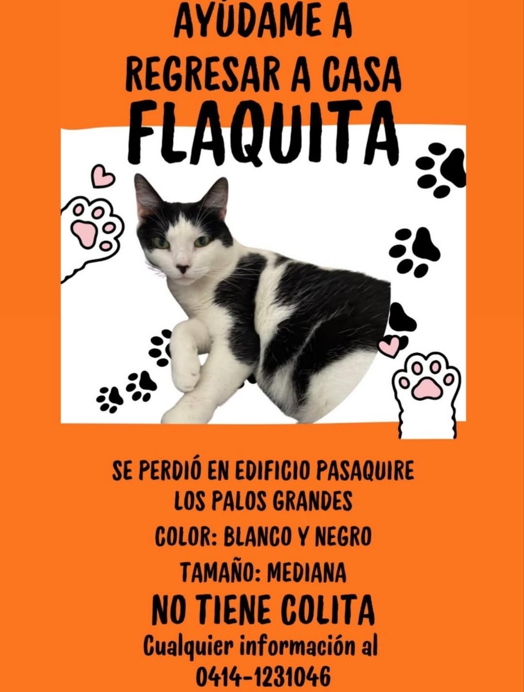 Flaquita gata blanca y negro - Gatos