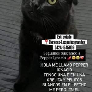 Pepper Ignacio gato negro y pelitos blancos en el pecho - Gatos