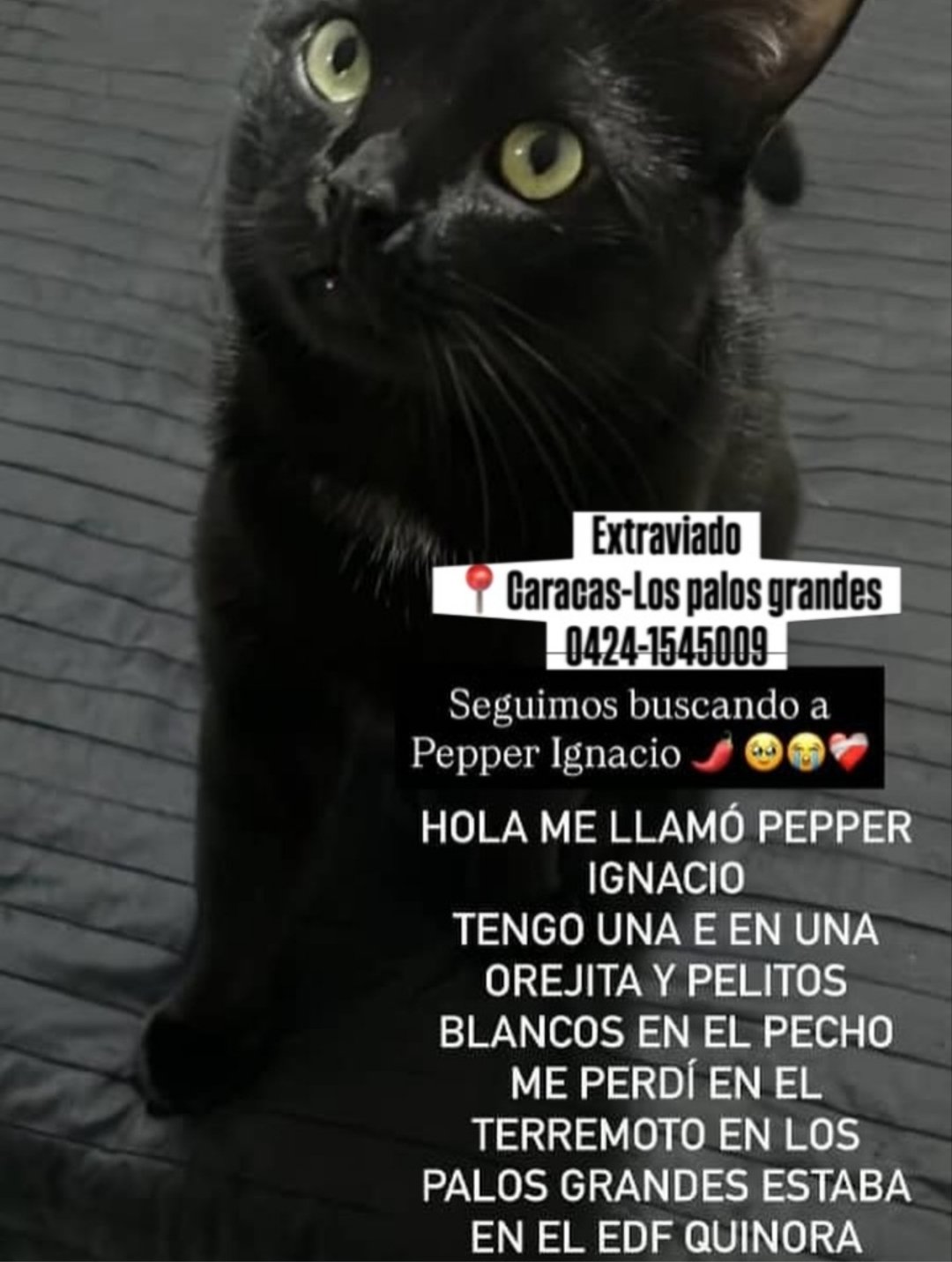 Pepper Ignacio gato negro y pelitos blancos en el pecho - Gatos
