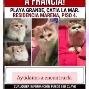 Francia gata blanca con manchas amarillas y grises - Gatos