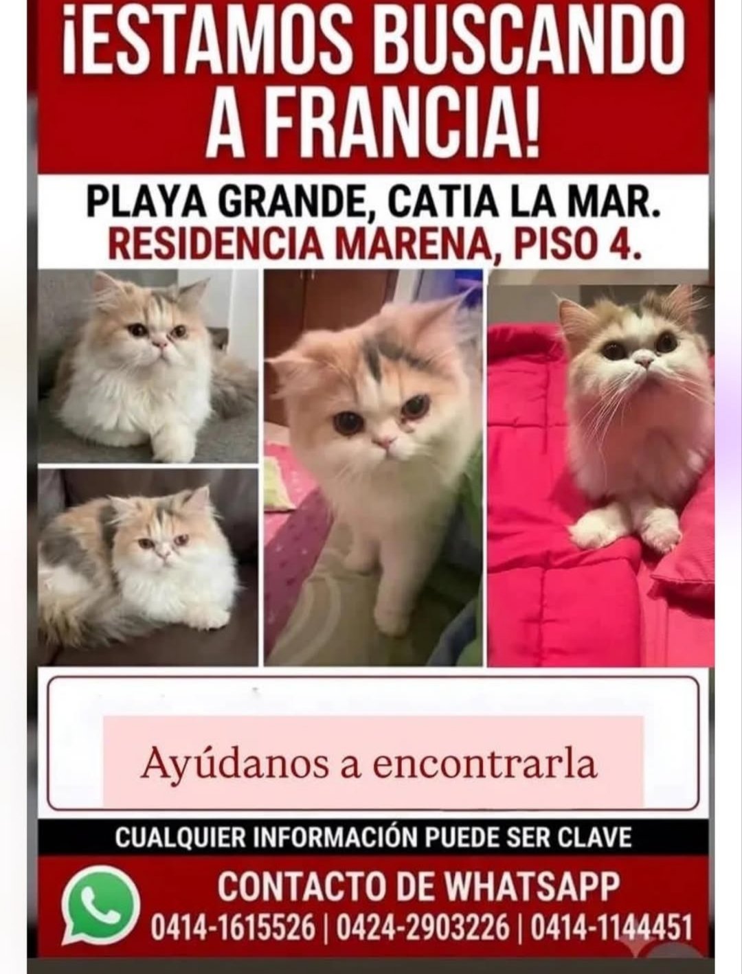 Francia gata blanca con manchas amarillas y grises - Gatos