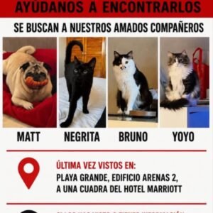 Perro Mat, negrito, Bruno, y yoyo gatos - Gatos