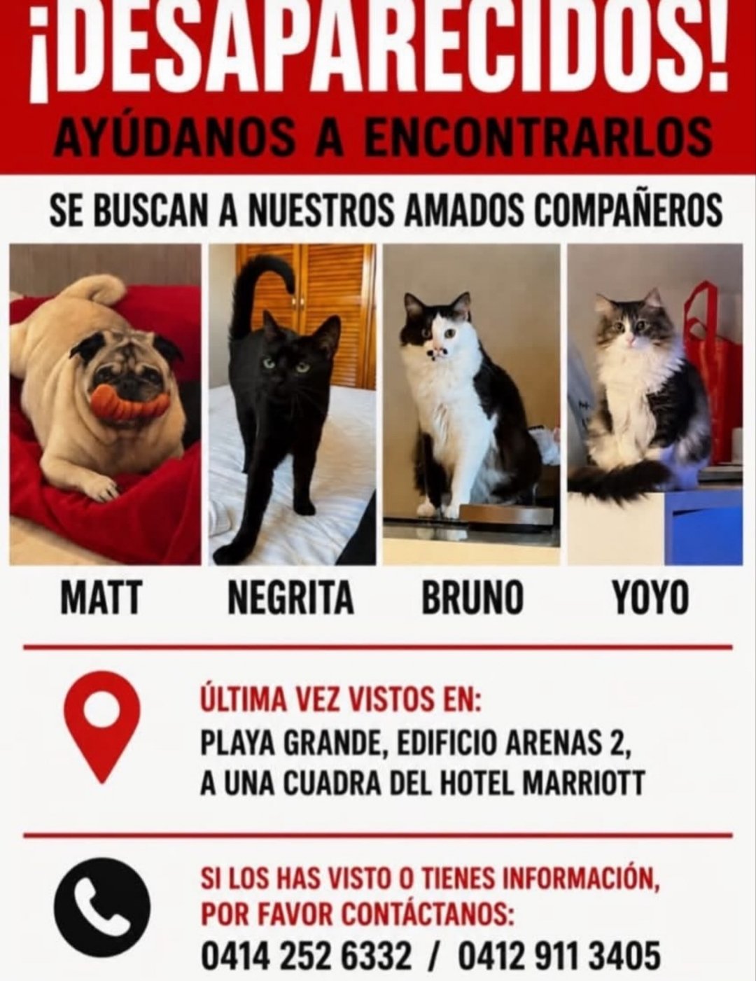 Perro Mat, negrito, Bruno, y yoyo gatos - Gatos