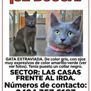 Gata extraviada color gris con ojos amarillos verdes - Gatos
