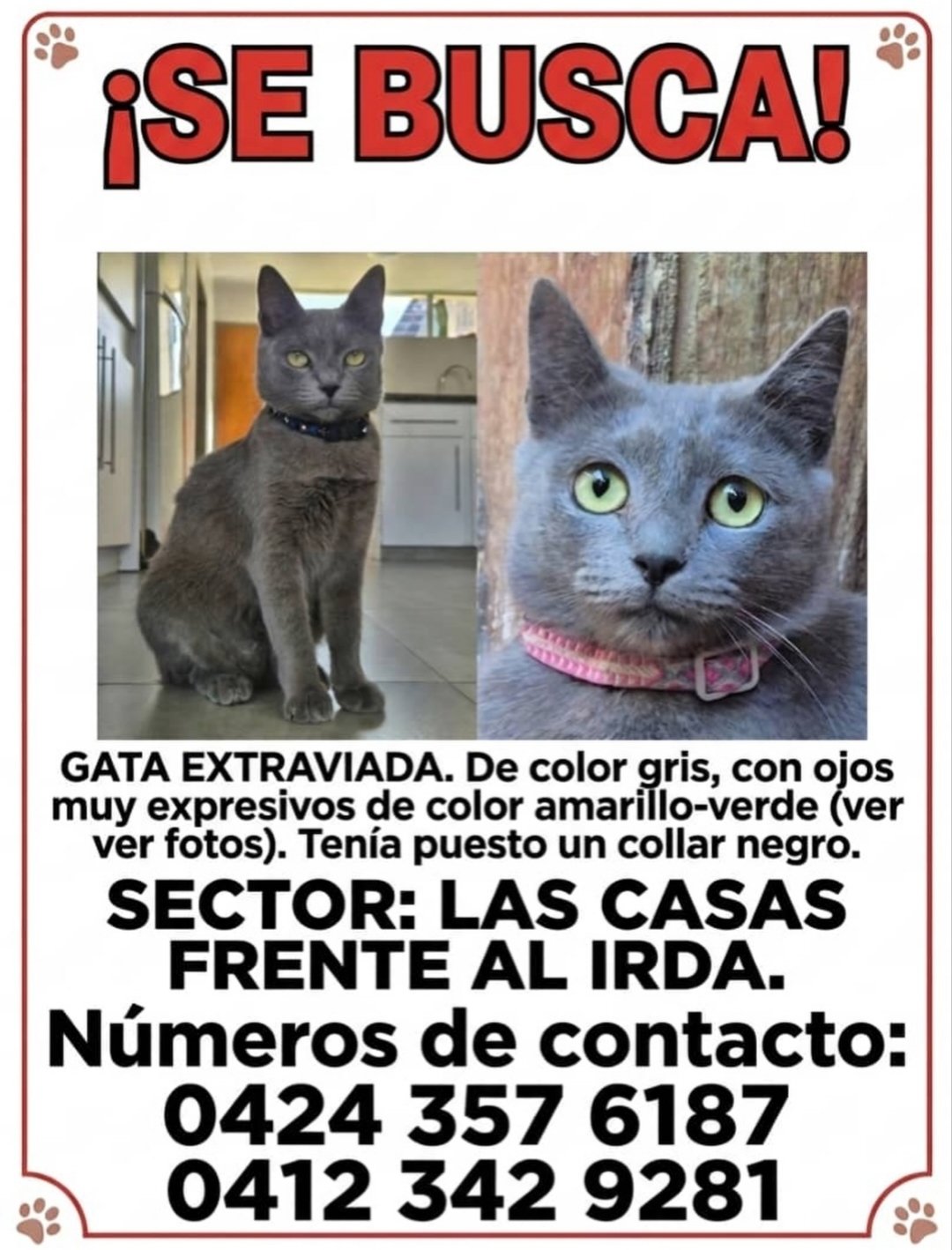 Gata extraviada color gris con ojos amarillos verdes - Gatos
