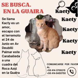 Kacty gata amarilla con blanco - Gatos