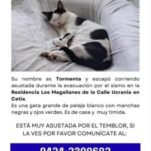Tormenta gata blanca con negro - Gatos