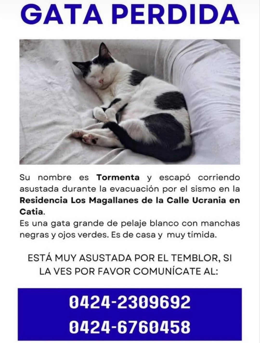 Tormenta gata blanca con negro - Gatos