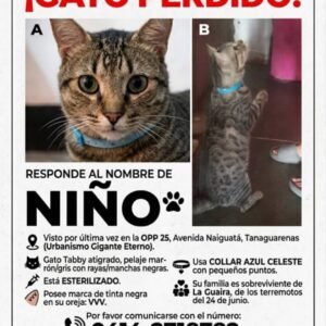 Niño gato gris con ojos verdes - Gatos