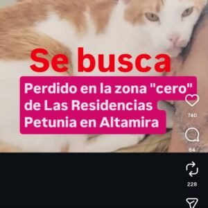 Newton gato naranja con blanco 8 kl - Gatos