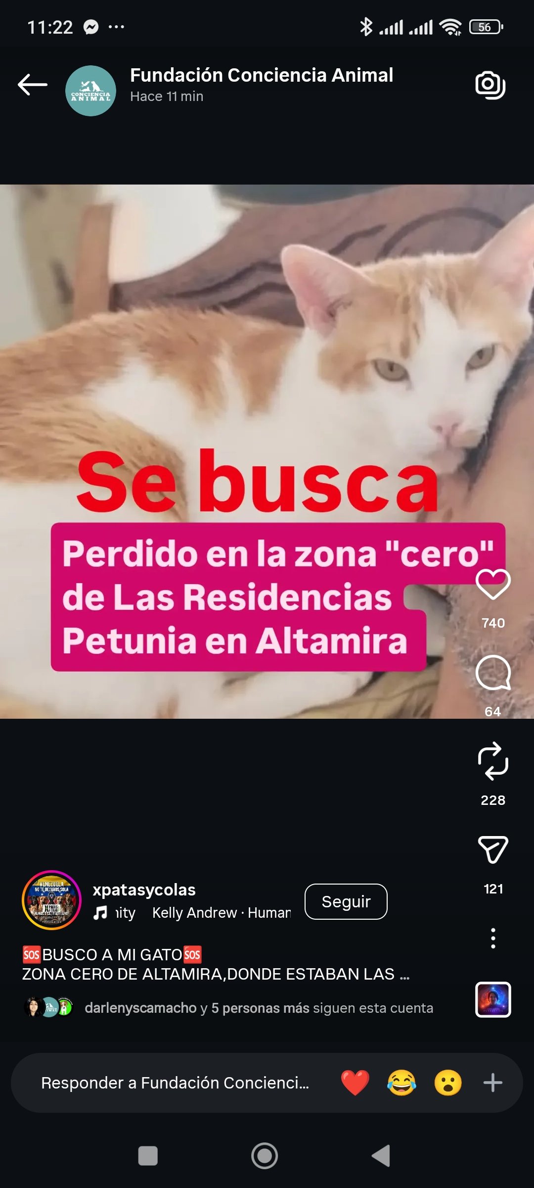 Newton gato naranja con blanco 8 kl - Gatos