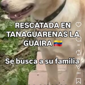 Rescatada beige con blanco parece un Golden con collar verde - Perros