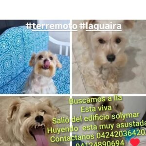 Lia poddle beige con blanco - Perros