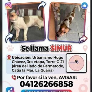 Simur perra blanca con manchas cafe - Perros