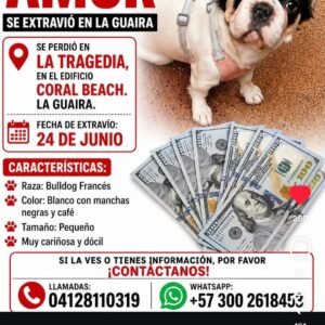 Perrita Amor bulldog francés blanco con manchas cafe - Perros
