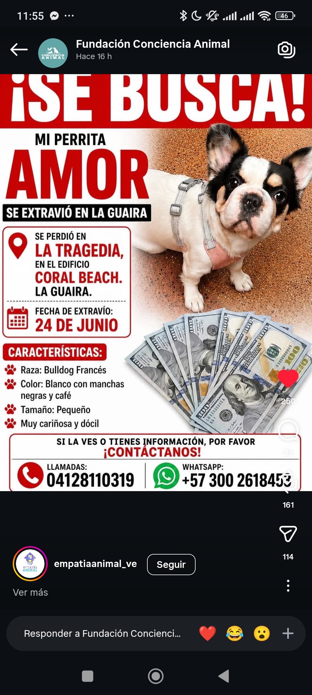 Perrita Amor bulldog francés blanco con manchas cafe - Perros