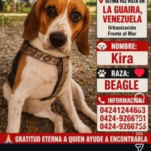 Kira Beagle se perdió - Perros