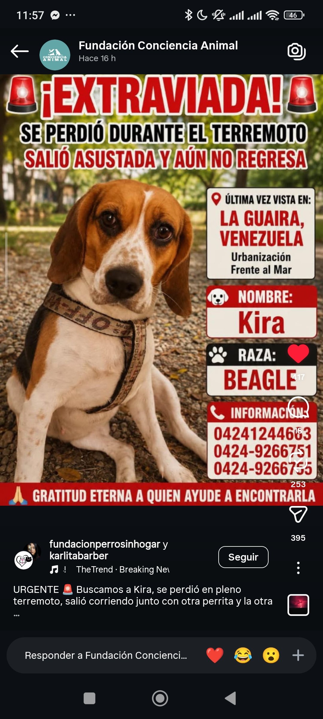 Kira Beagle se perdió - Perros