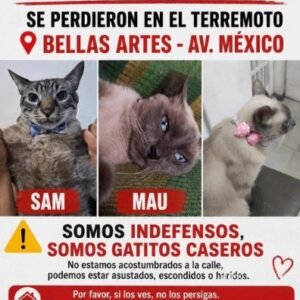 Sam y Mau atigrado y tipo siames - Gatos