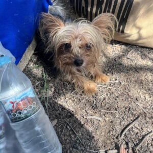 Rocco - Perros