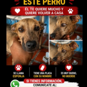 Esponja - Perros