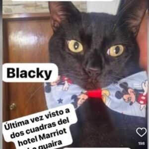 Blacky gata negra - Gatos