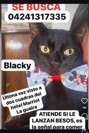 Blacky gata negra - Gatos