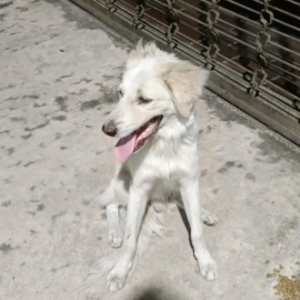 Perro macho blanco con manchas beige - Perros