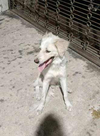 Perro macho blanco con manchas beige - Perros