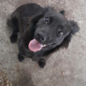 Perra hembra negra - Perros