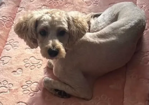 Estrella Perra color crema - Perros