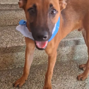 Perro marrón - Perros