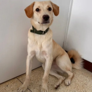 Perrita hembra - Perros