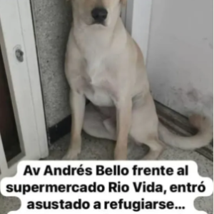 Perro Beige marrón labrador - Perros