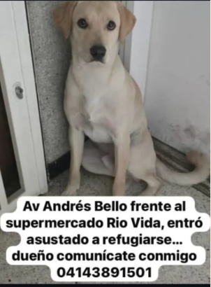 Perro Beige marrón labrador - Perros