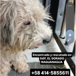 Perro blanco con orejas grises - Perros