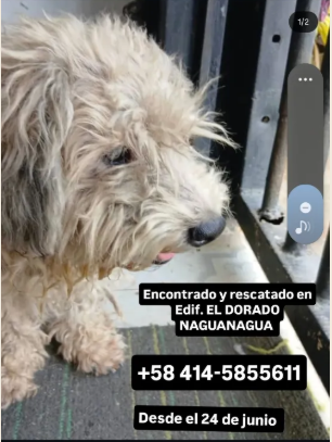 Perro blanco con orejas grises - Perros
