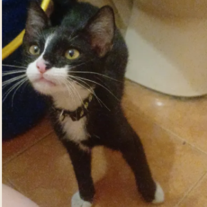 Gato negro con blanco - Gatos