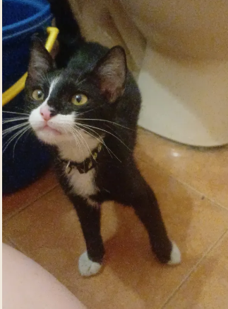Gato negro con blanco - Gatos