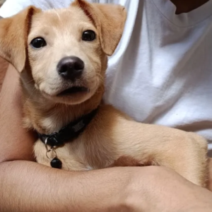 Perro marrón - Perros