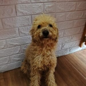 Perrito macho marrón - Perros