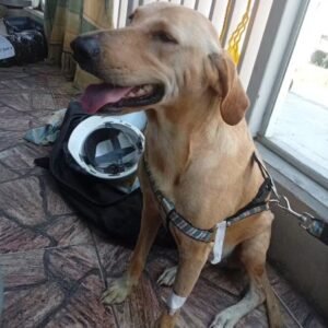 Perro marrón/canela - Perros