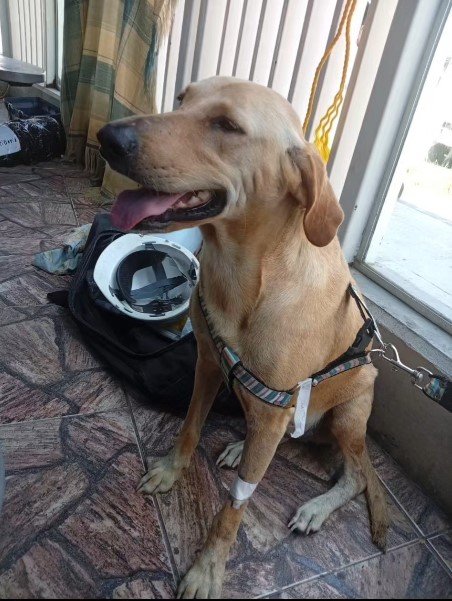 Perro marrón/canela - Perros