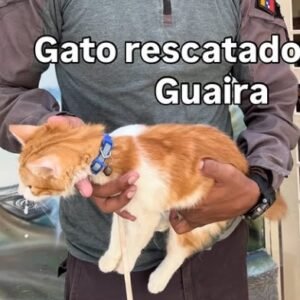 Gato naranja y blanco - Gatos