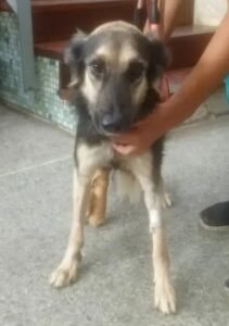 Perro negro y marron - Perros