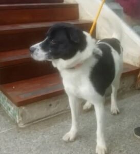 Perro negro y blanco - Perros